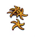 Термоаппликации арт.KT #4-341 Морская звезда 58х57мм уп.5 шт - фото 248634